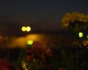 Macro a Carnon de nuit