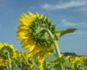 Tournesol