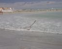 Mouette.
