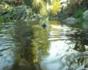 Sctrumph a l'eau.