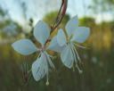 Macro fleurs Blanche.