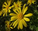 Fleurs Jaune.