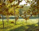 Arbres dans le froid.