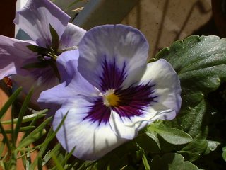 Des peties Fleurs.
